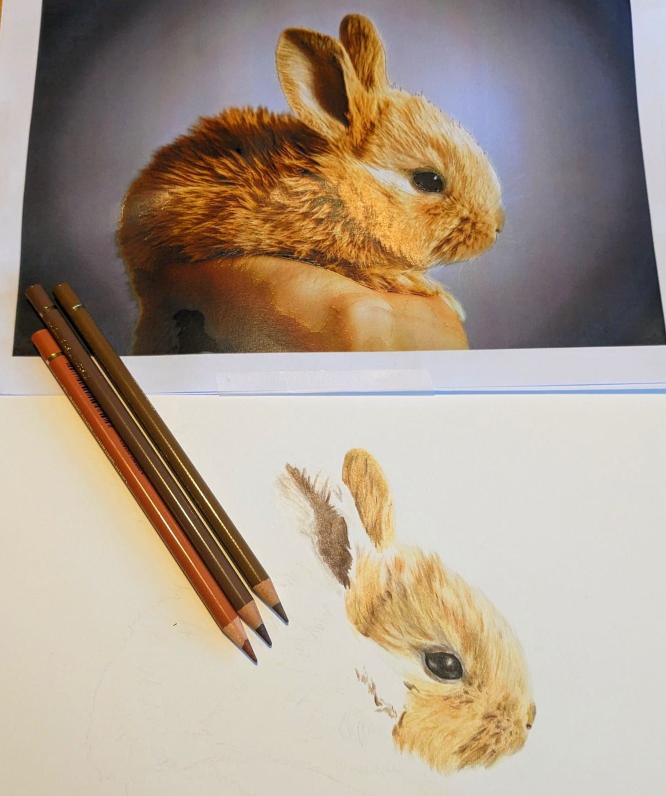 Art for Beginners - Cute Bunny Coloured Pencil Drawing - Saturday 4th May: 10am