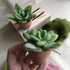 Beginners Guide to Needle Felting: Succulent - Friday 17th July 10am | Buy Online from The Home Crafters