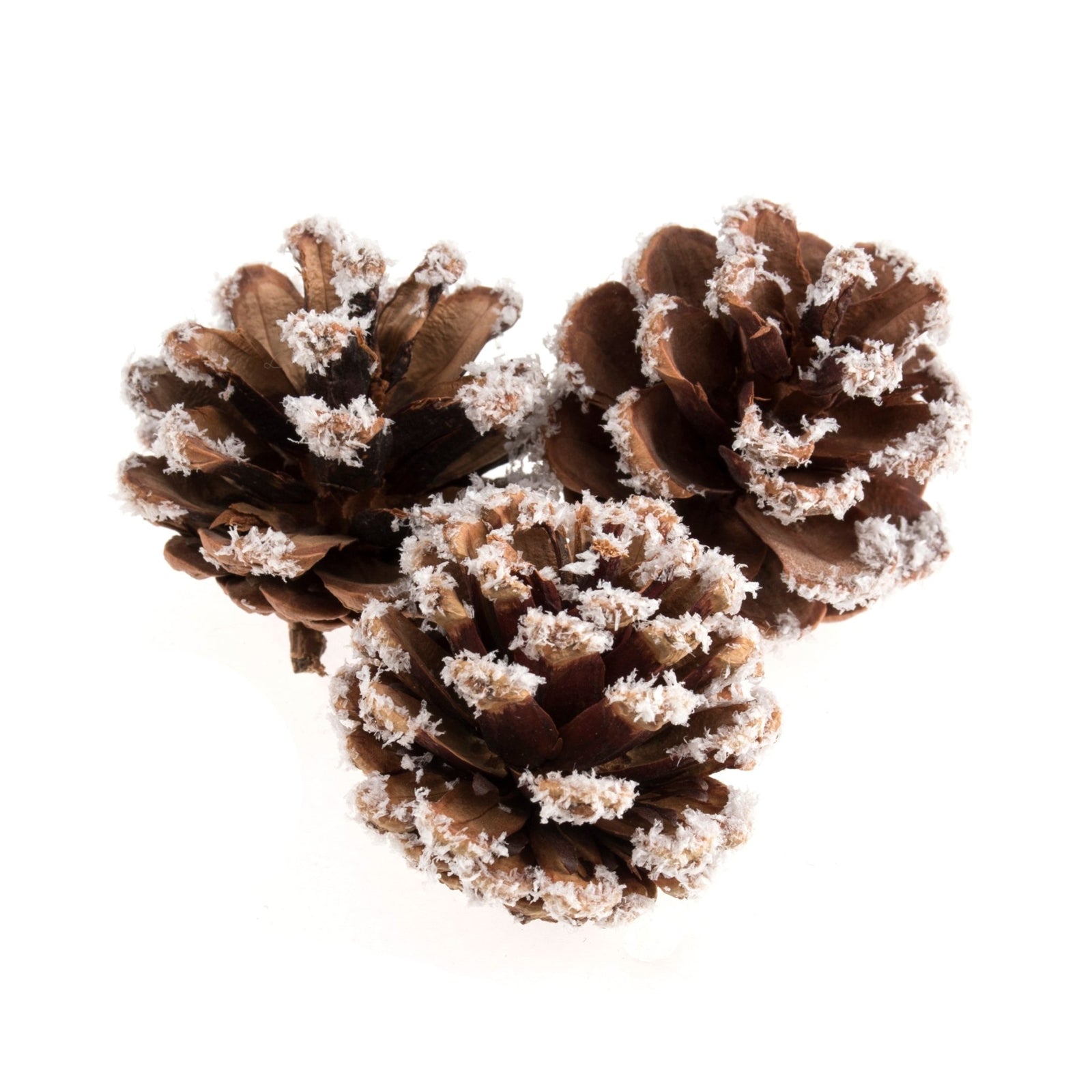 Frosted Pine Cones: Frosted: 5cm - 9pc | Buy Online from The Home Crafters