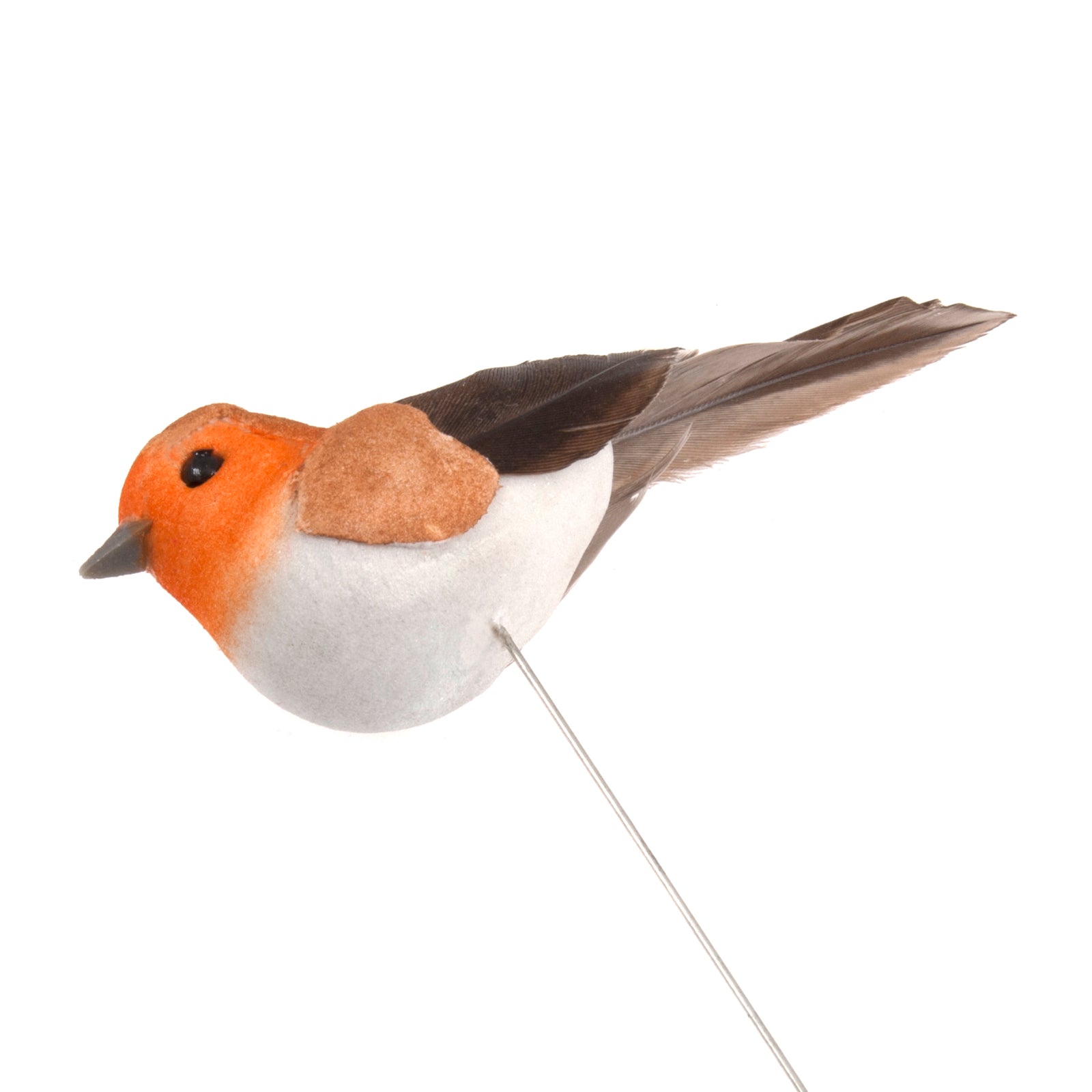 Small Feathered Robin on Wire