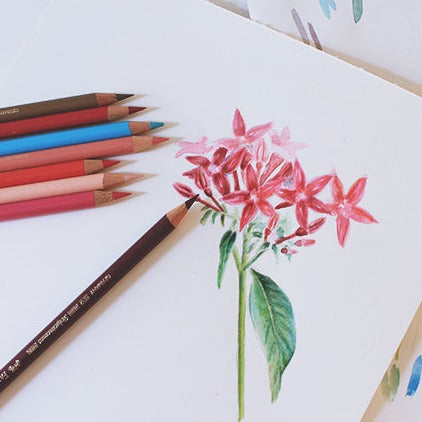 Art for Beginners - "Mother's Day" Coloured Pencil Drawing - Saturday 2nd March: 10am