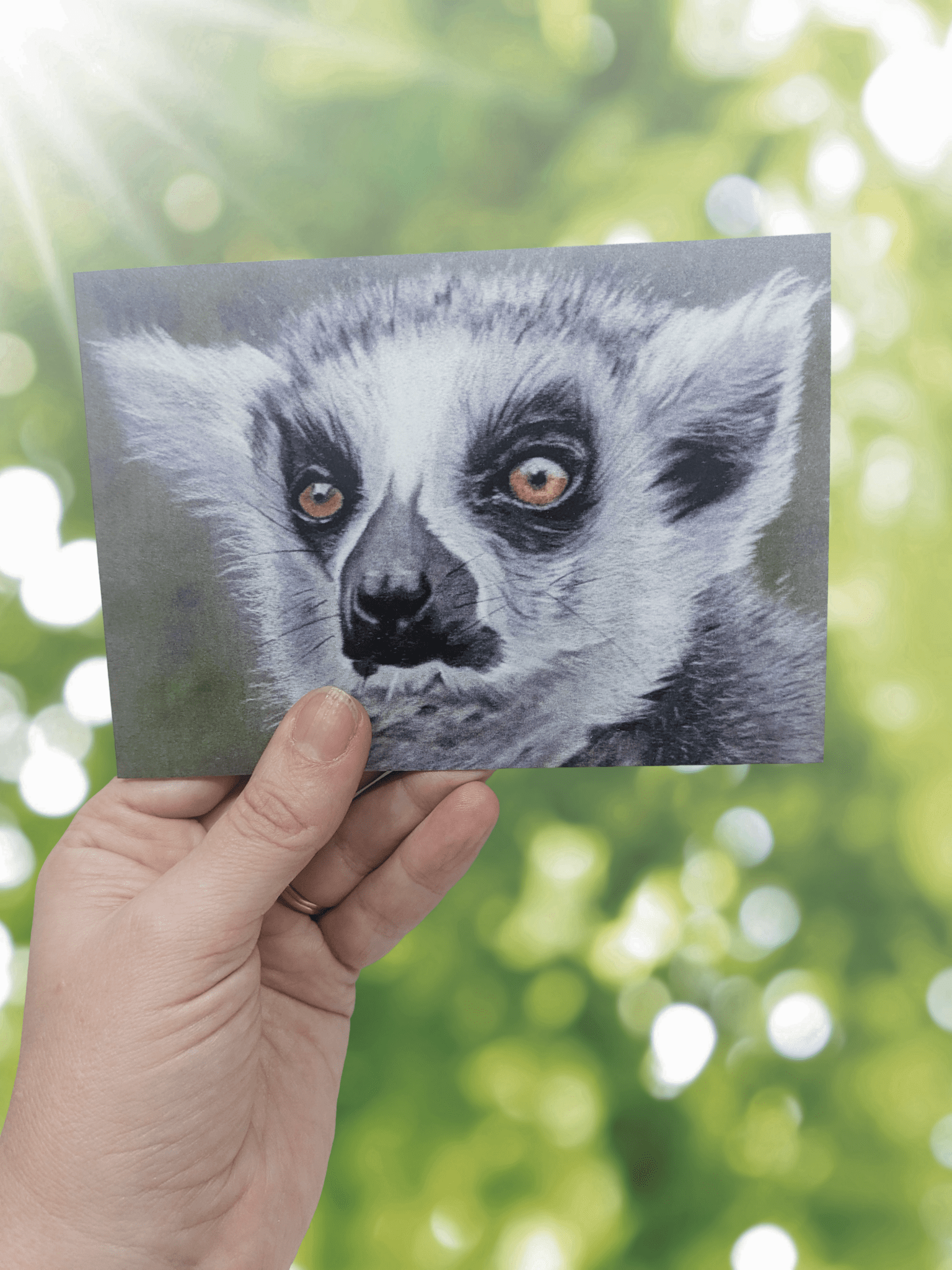 Art Print Greetings Card - Wildlife Series - Lemur | Buy Online from The Home Crafters