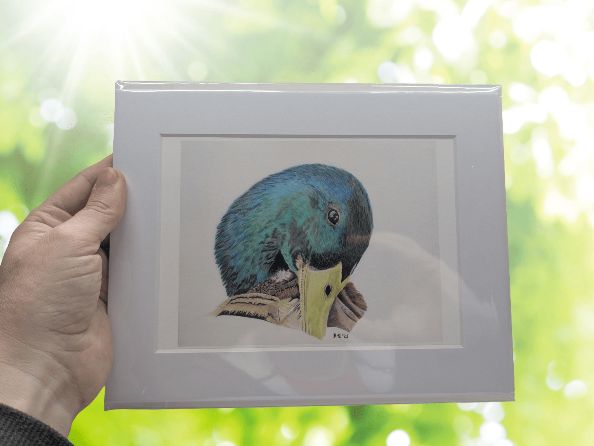 Mallard Giclee Art Print - A5 | Buy Online from The Home Crafters