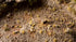 Gamers Grass Tiny (2mm) Grass Tufts - Beige Grass | Buy Online from The Home Crafters