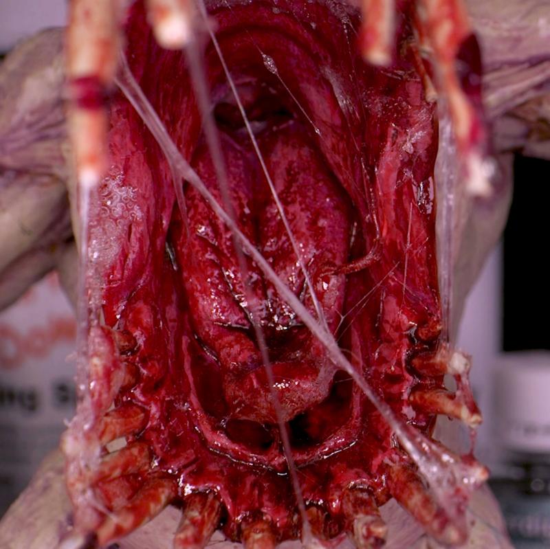 Dirty Down Snot – 15ml | Buy Online from The Home Crafters