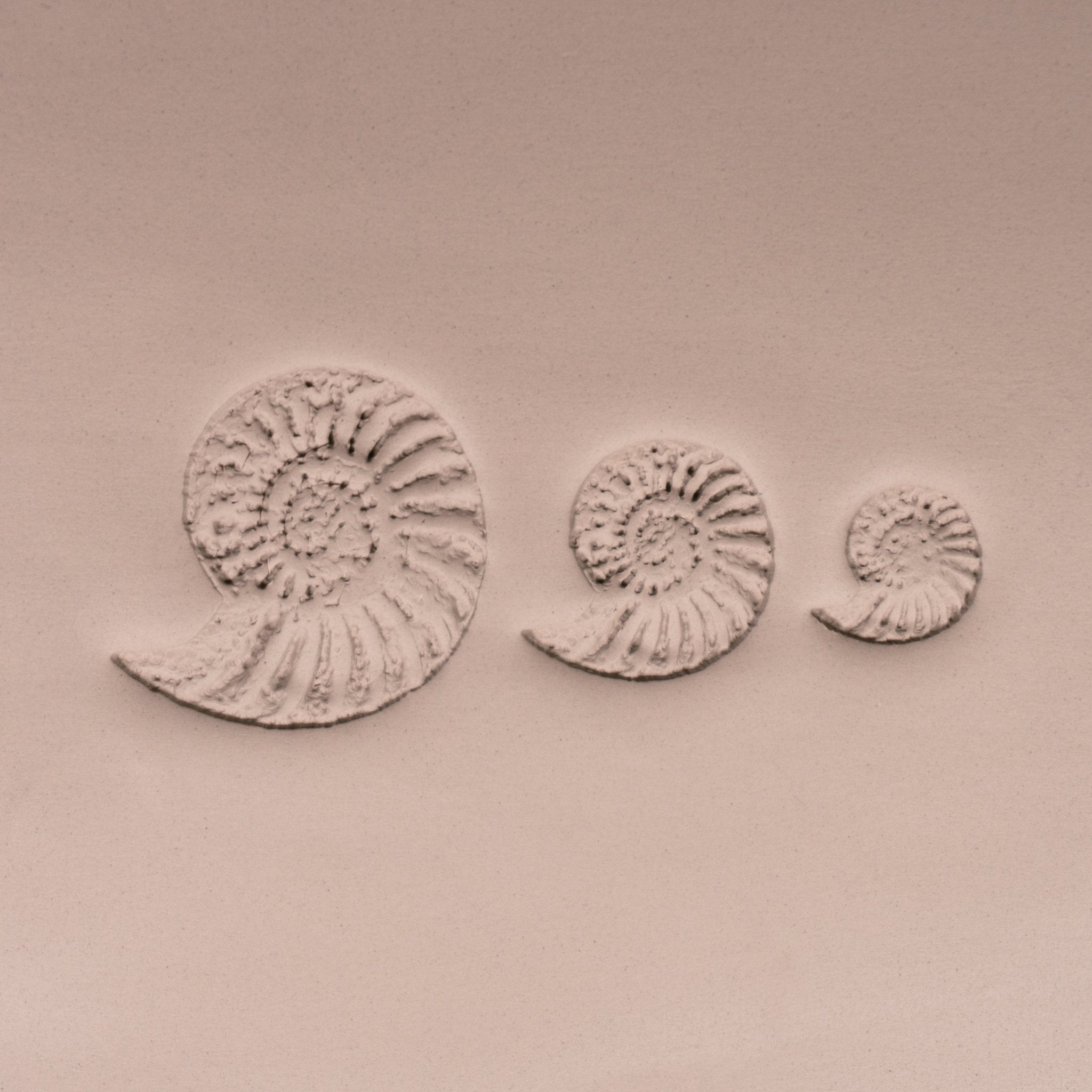 Ammonite Fossil Shell Stamp - Photo Textured - Style 1 | Buy Online from The Home Crafters