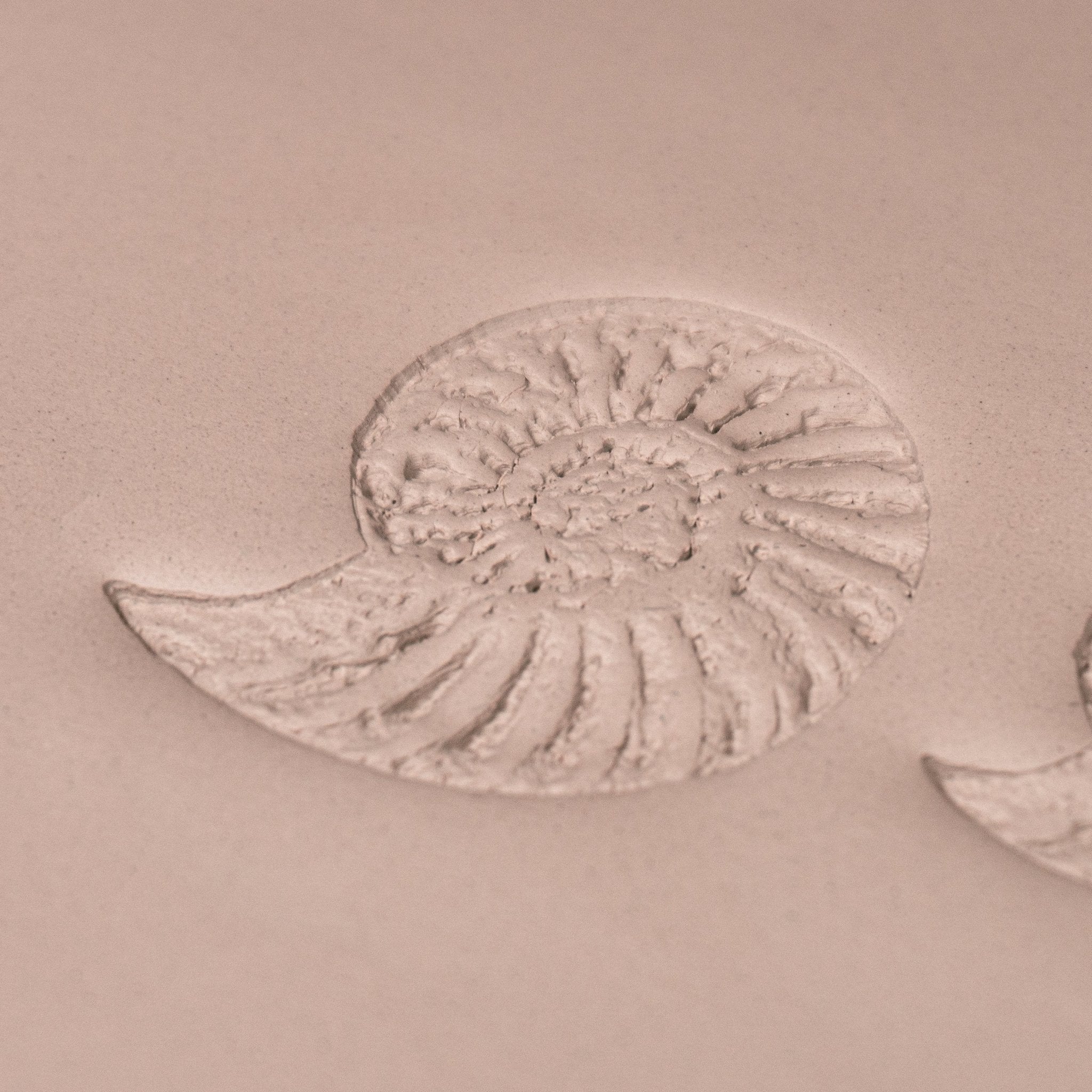 Ammonite Fossil Shell Stamp - Photo Textured - Style 1 | Buy Online from The Home Crafters