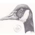 Art Print Greetings Card - Bird Series - Canadian Goose | Buy Online from The Home Crafters