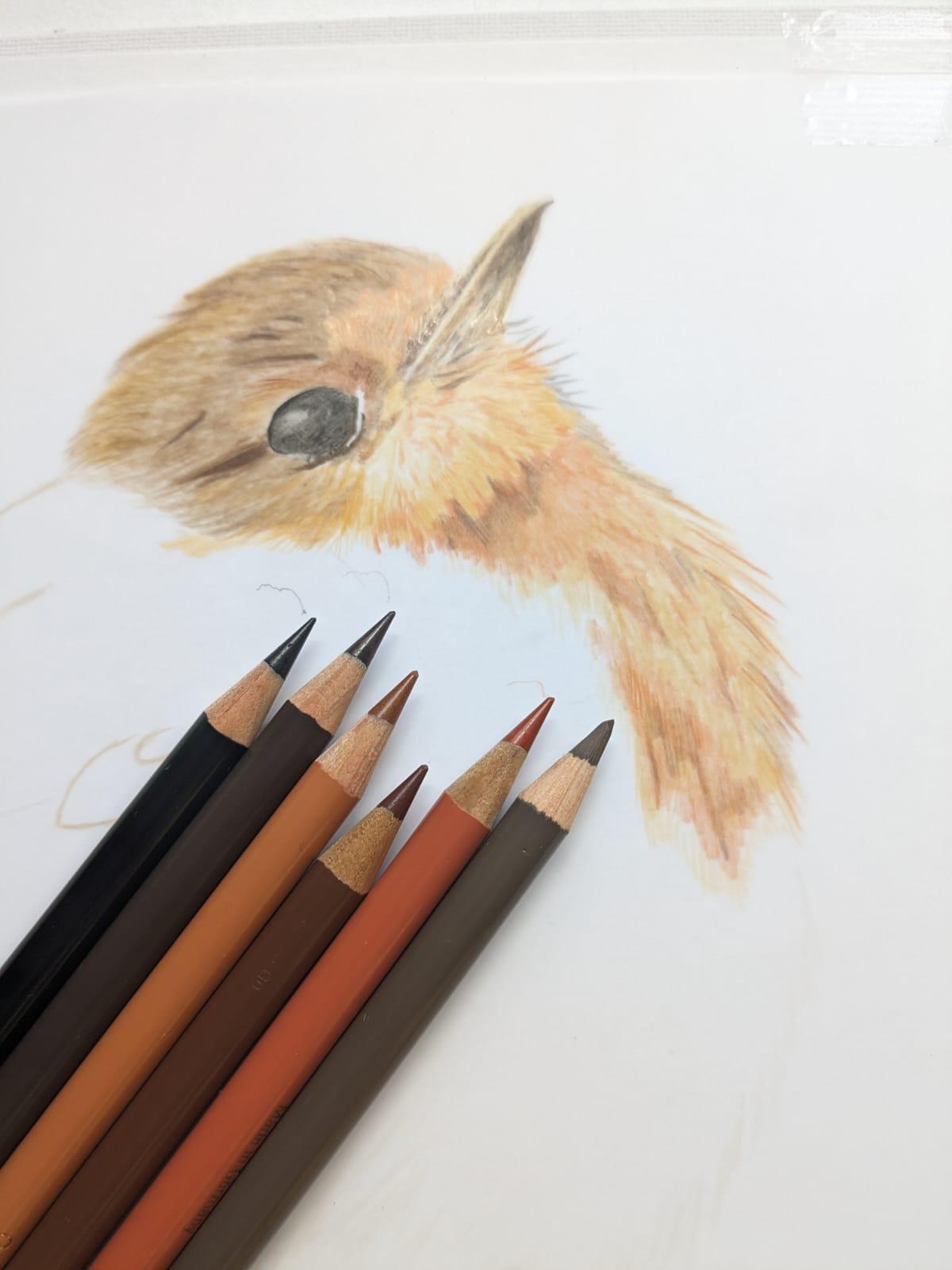 Art for Beginners - Getting Started in Coloured Pencil - monthly on a Saturday