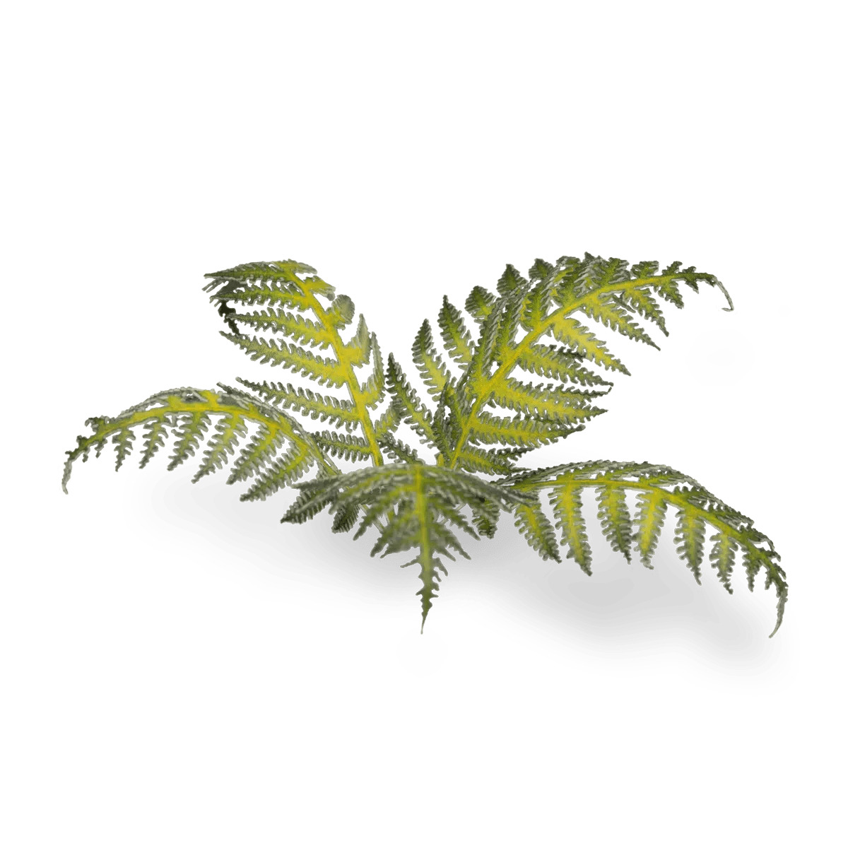 Gamers Grass Laser Plants - Bracken | Buy Online from The Home Crafters