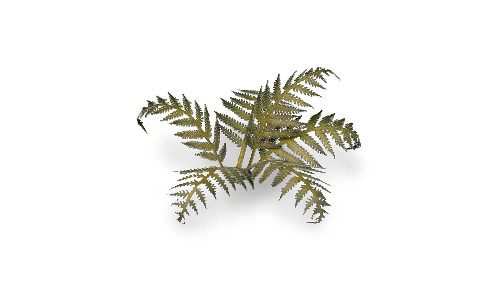 Gamers Grass Laser Plants - Bracken
