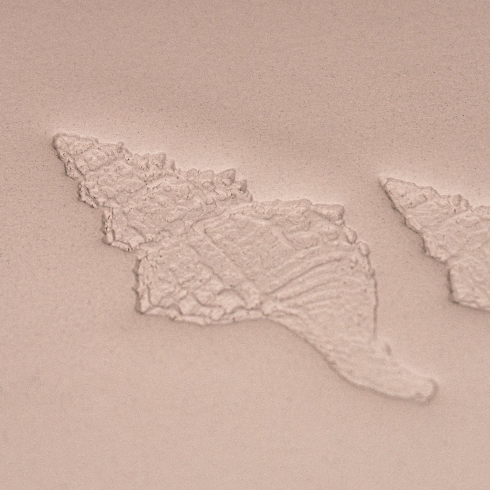 Conch Shell Stamp - Photo Textured - Style 1 | Buy Online from The Home Crafters