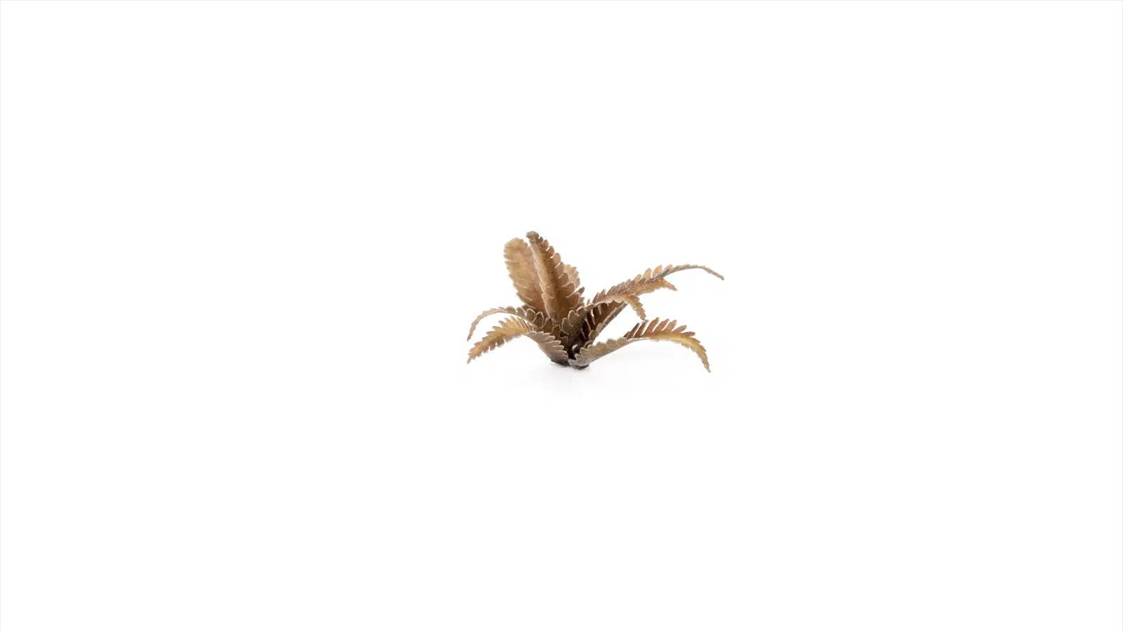 Gamers Grass Laser Plants - Deer Fern | Buy Online from The Home Crafters