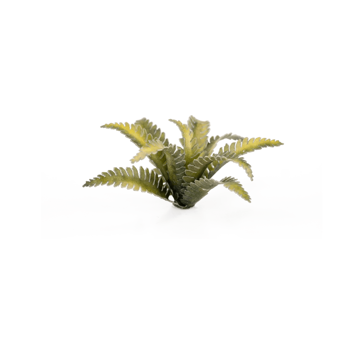 Gamers Grass Laser Plants - Deer Fern