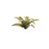 Gamers Grass Laser Plants - Deer Fern | Buy Online from The Home Crafters