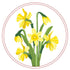 Simply Make Transparent Embroidery Kit - Daffodil