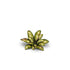 Gamers Grass Laser Plants - Dumb Cane | Buy Online from The Home Crafters