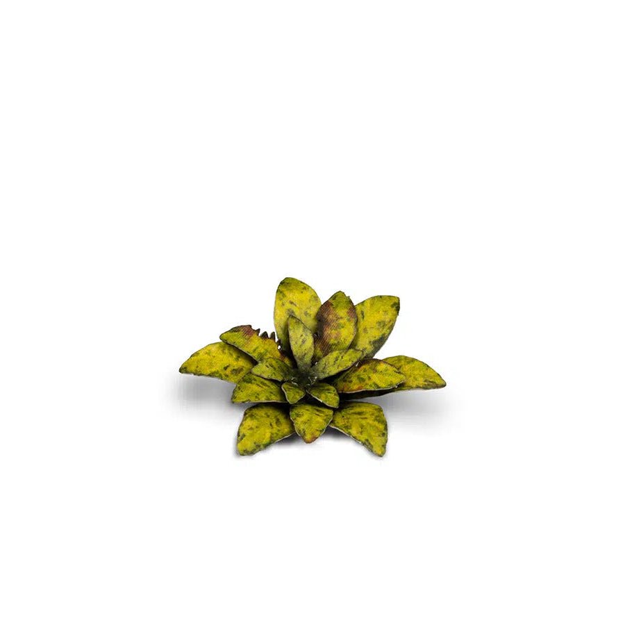 Gamers Grass Laser Plants - Dumb Cane | Buy Online from The Home Crafters