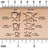 Food Safe or Not Safe Clay Stamps | Buy Online from The Home Crafters