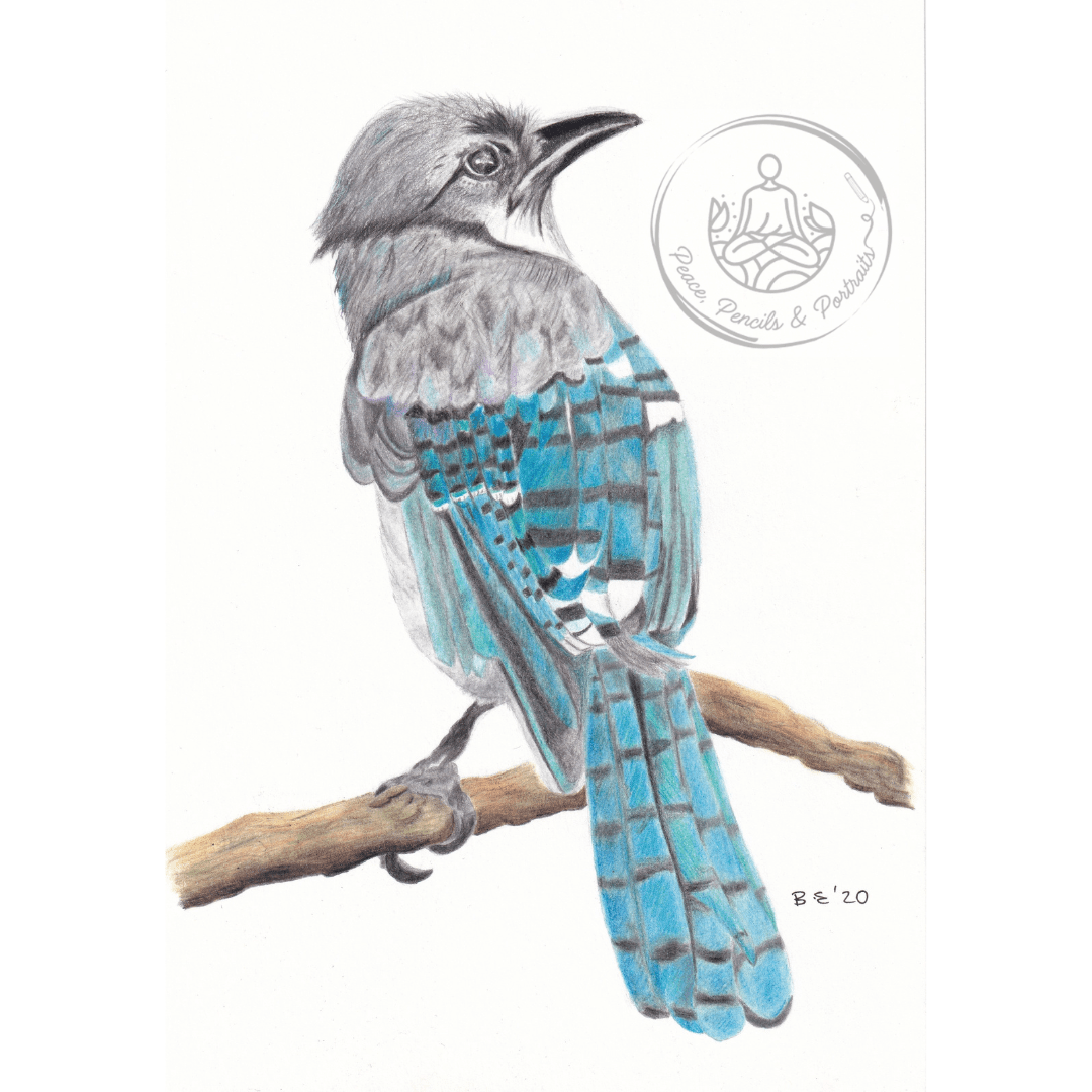 Handmade Colour Pencil Drawing - Bird Series - Blue Jay | Buy Online from The Home Crafters
