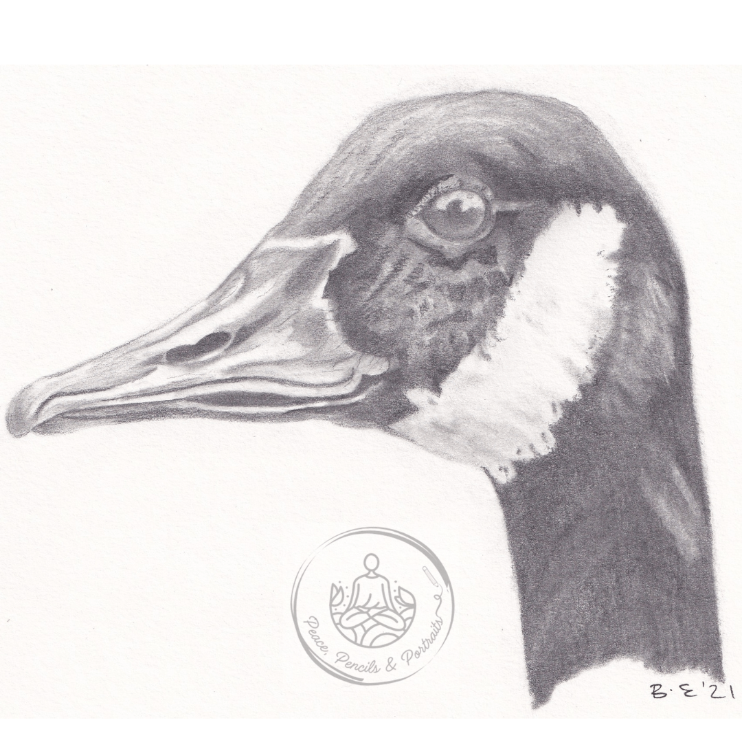 Handmade Colour Pencil Drawing - Bird Series - Canadian Goose | Buy Online from The Home Crafters