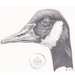 Handmade Colour Pencil Drawing - Bird Series - Canadian Goose | Buy Online from The Home Crafters
