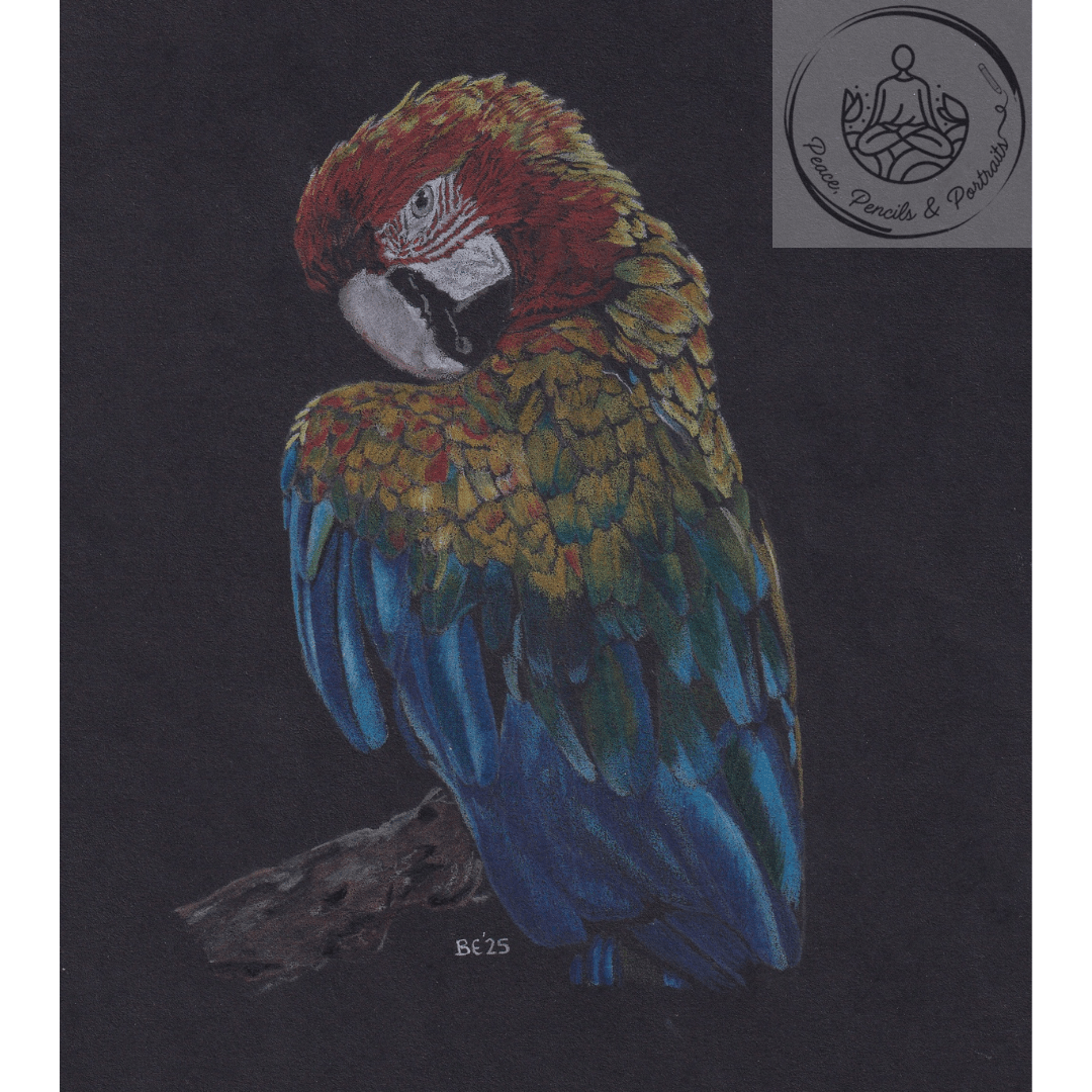 Handmade Colour Pencil Drawing - Bird Series - Macaw | Buy Online from The Home Crafters