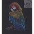 Handmade Colour Pencil Drawing - Bird Series - Macaw | Buy Online from The Home Crafters
