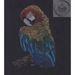 Handmade Colour Pencil Drawing - Bird Series - Macaw | Buy Online from The Home Crafters