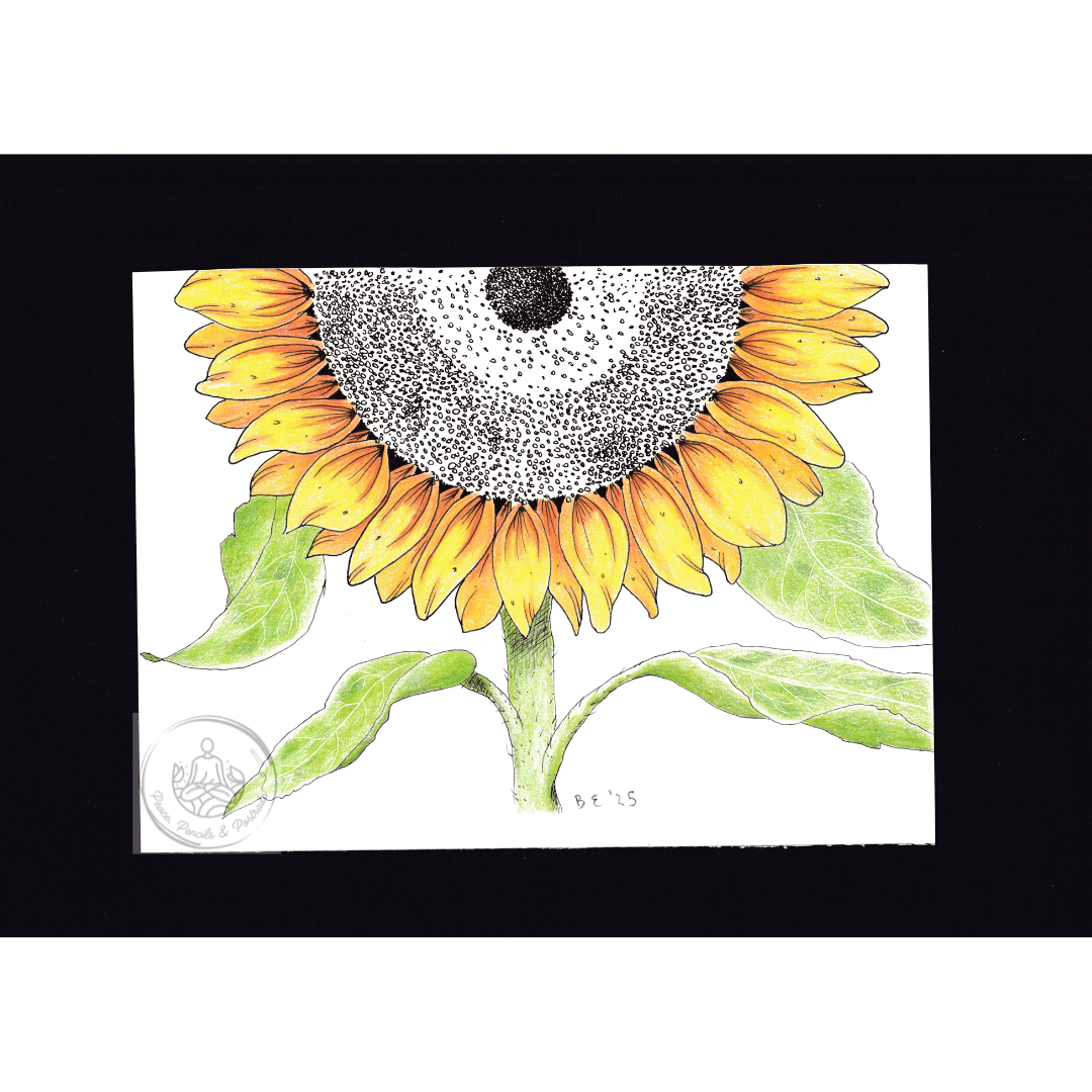 Handmade Colour Pencil Drawing - Botanical Series - Sunflower | Buy Online from The Home Crafters