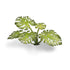 Gamers Grass Laser Plants - Monstera | Buy Online from The Home Crafters