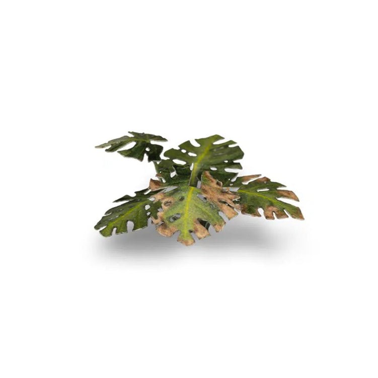 Gamers Grass Laser Plants - Monstera