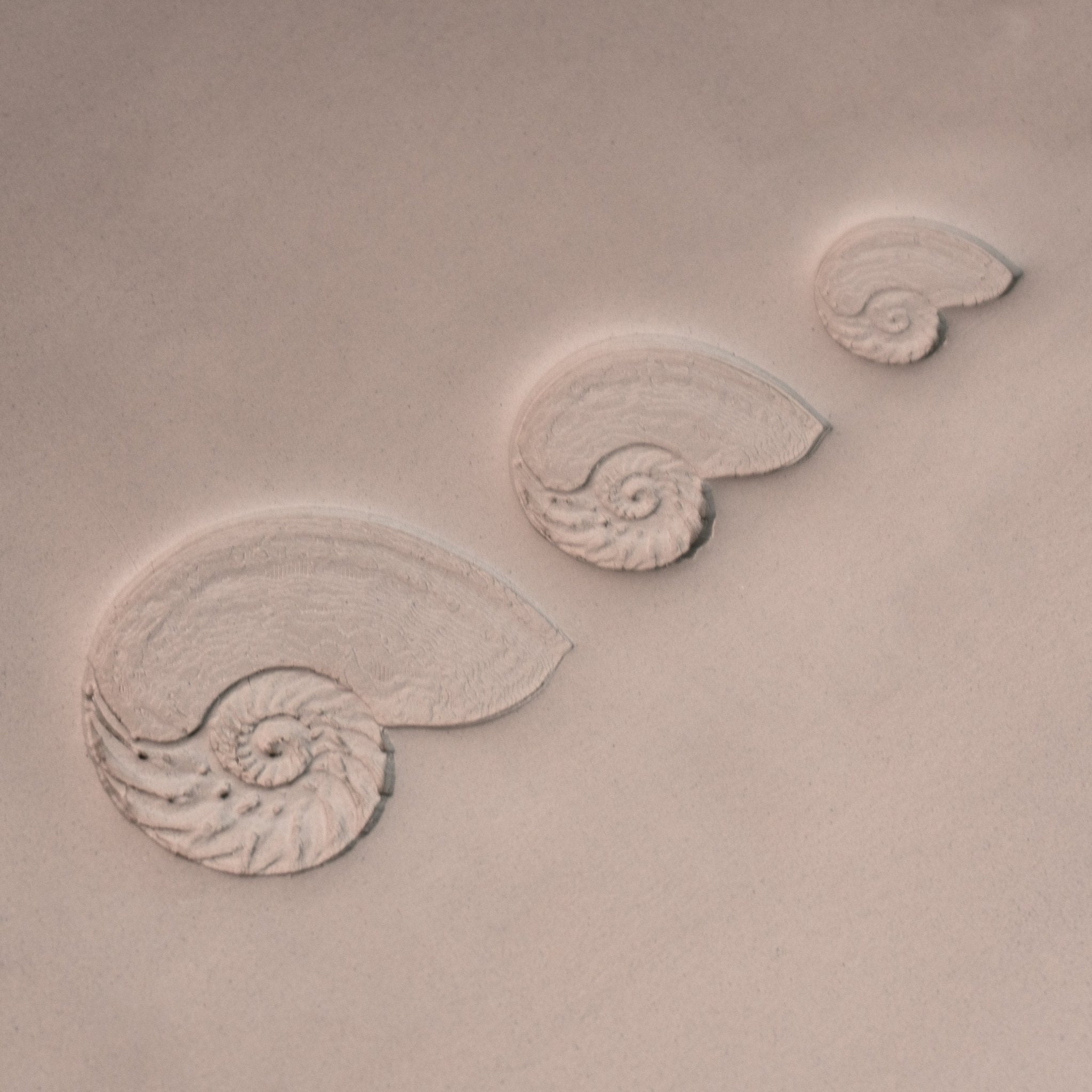 Nautilus Shell Stamp - Photo Textured - Style 1 | Buy Online from The Home Crafters