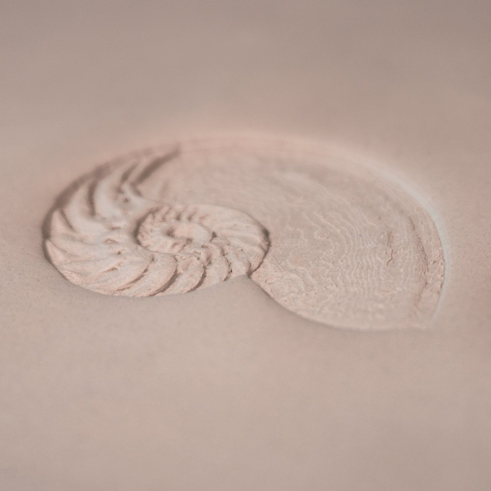 Nautilus Shell Stamp - Photo Textured - Style 1 | Buy Online from The Home Crafters