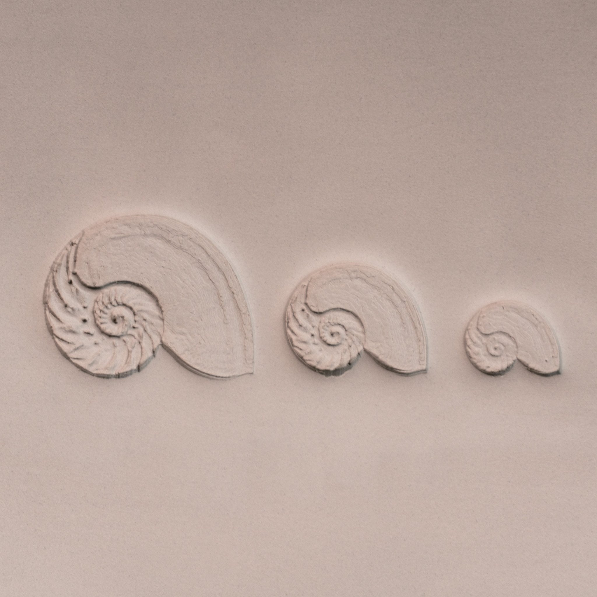 Nautilus Shell Stamp - Photo Textured - Style 1 | Buy Online from The Home Crafters