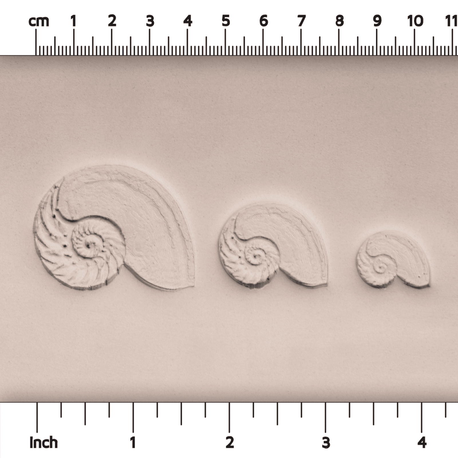 Nautilus Shell Stamp - Photo Textured - Style 1 | Buy Online from The Home Crafters