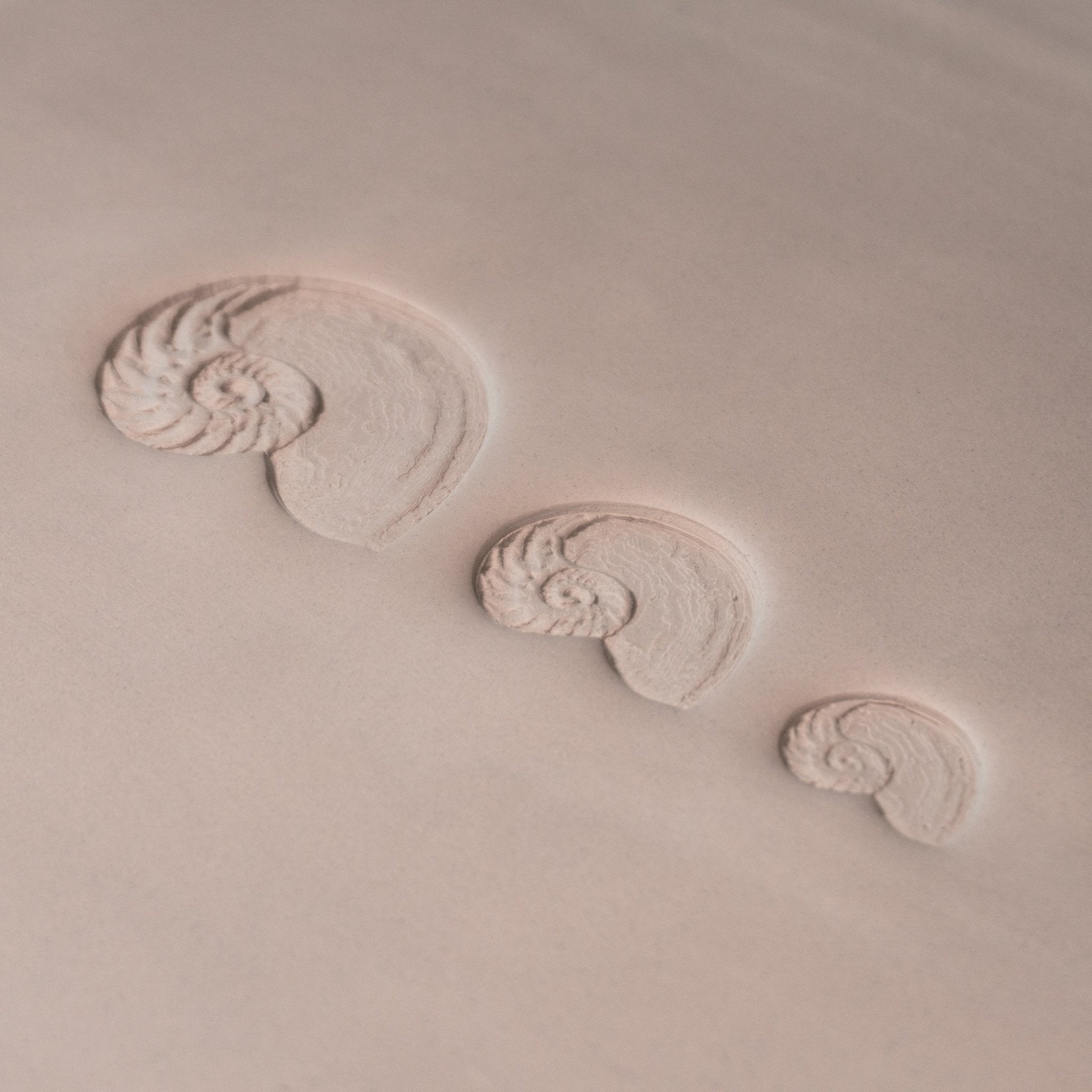 Nautilus Shell Stamp - Photo Textured - Style 1 | Buy Online from The Home Crafters