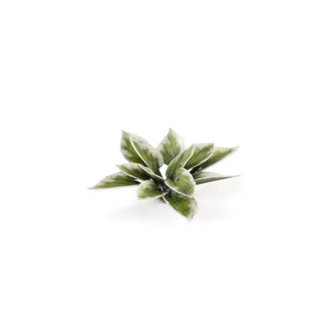 Gamers Grass Laser Plants - Plantain Lily