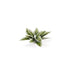 Gamers Grass Laser Plants - Plantain Lily | Buy Online from The Home Crafters