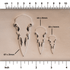 Raven Skull Stamps | Buy Online from The Home Crafters