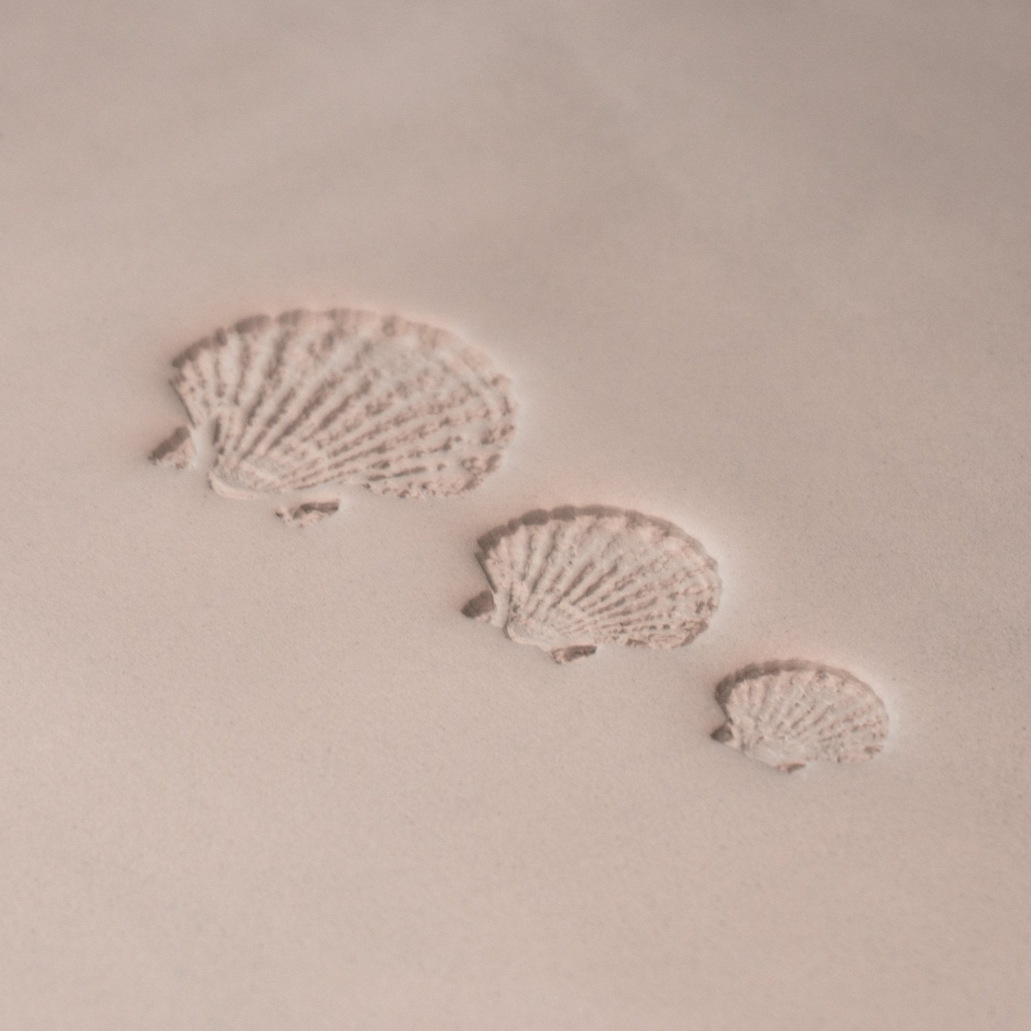 Scallop Shell Stamp - Photo Textured - Style 1 | Buy Online from The Home Crafters