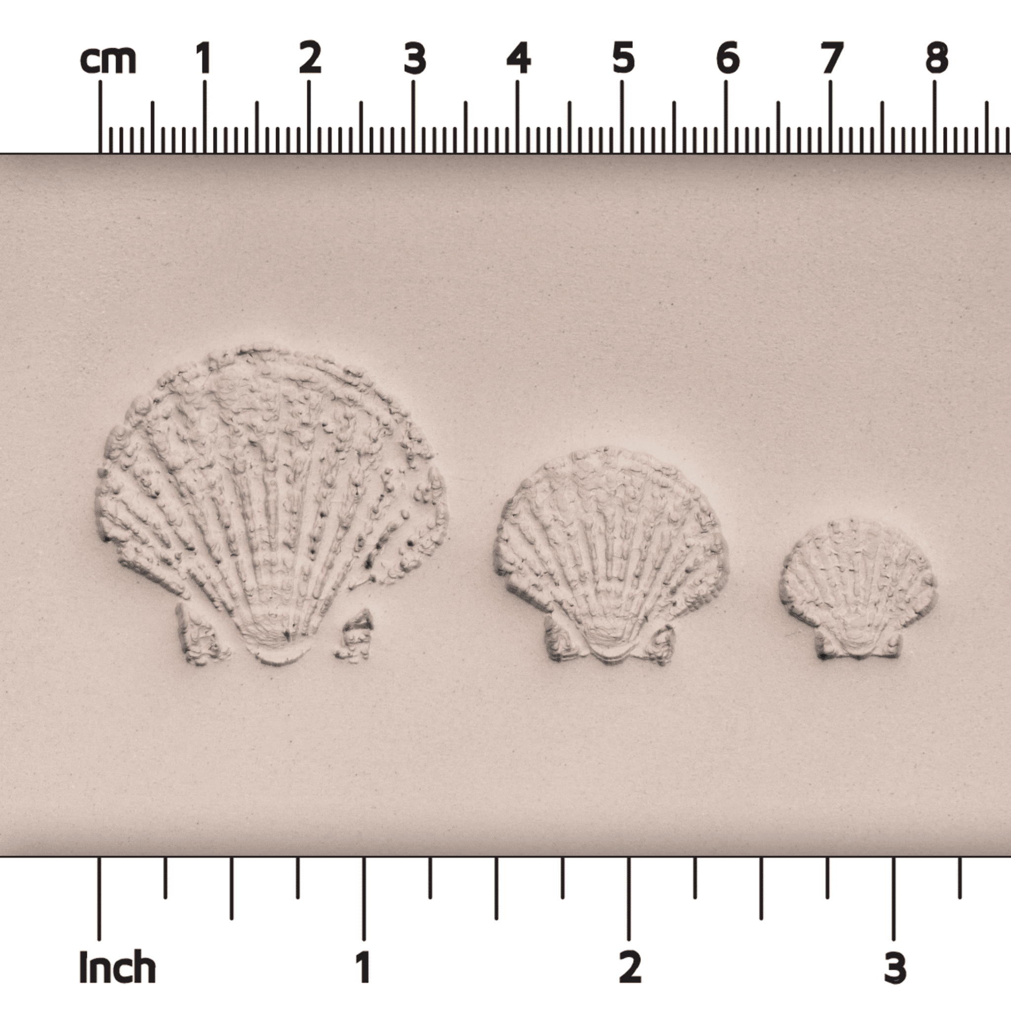 Scallop Shell Stamp - Photo Textured - Style 1 | Buy Online from The Home Crafters