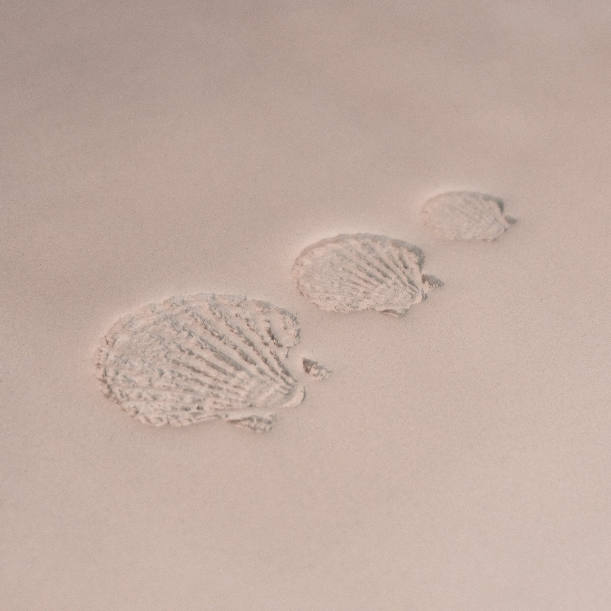 Scallop Shell Stamp - Photo Textured - Style 1 | Buy Online from The Home Crafters