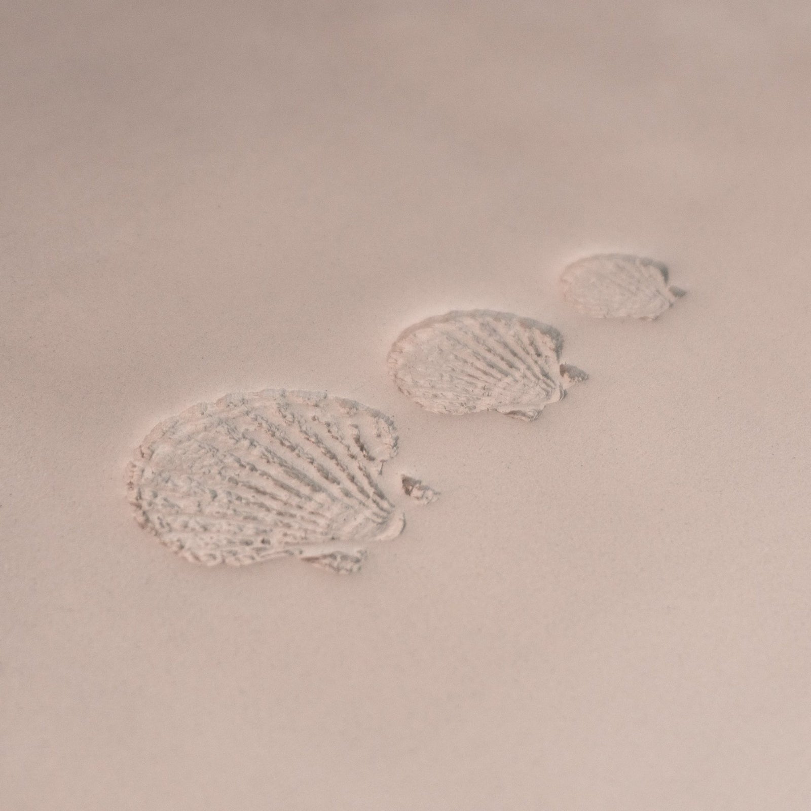 Scallop Shell Stamp - Photo Textured - Style 1 | Buy Online from The Home Crafters