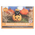Simply Make Needle Felting Craft Kit - Cat in Pumpkin | Buy Online from The Home Crafters