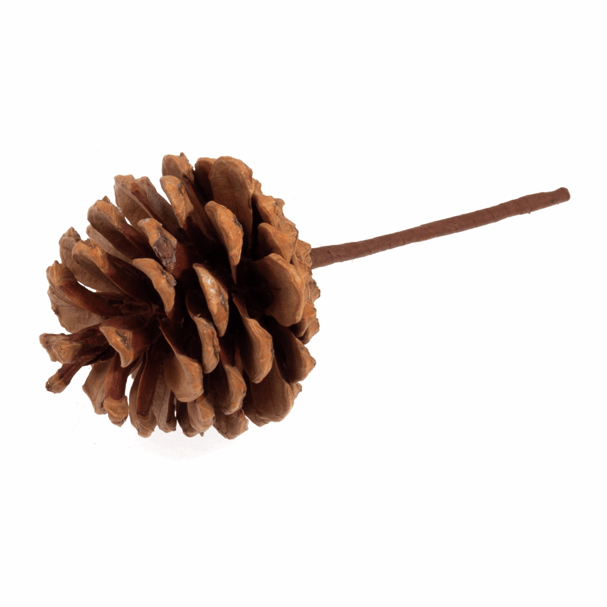 Natural Pinecone on Stick - Single Stem