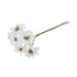 Small White Velvet Poinsettias - 6 Stems